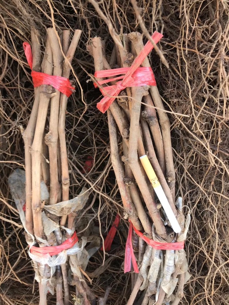 秋天清脆，深红无籽，罗马红宝石，妮娜皇后，玉波2号3号，