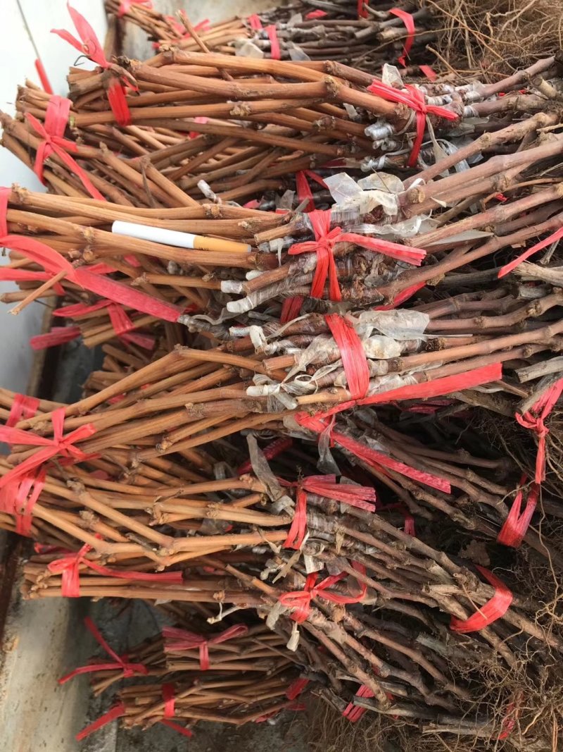 秋天清脆，深红无籽，罗马红宝石，妮娜皇后，玉波2号3号，
