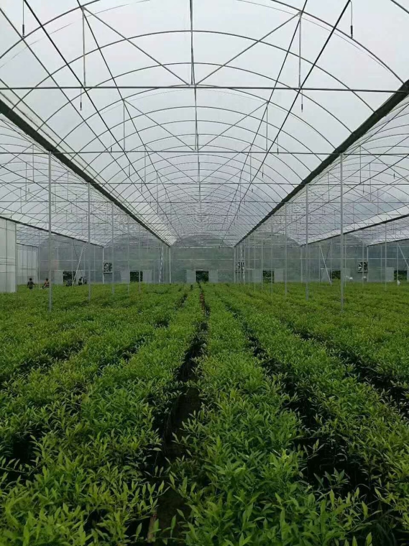 专业生产各种薄膜连栋温室，玻璃连栋温室画图设计