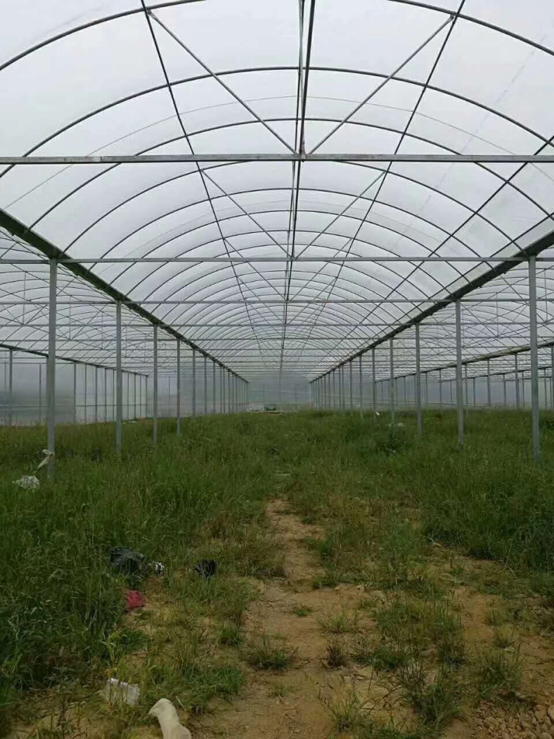 专业生产各种薄膜连栋温室，玻璃连栋温室画图设计
