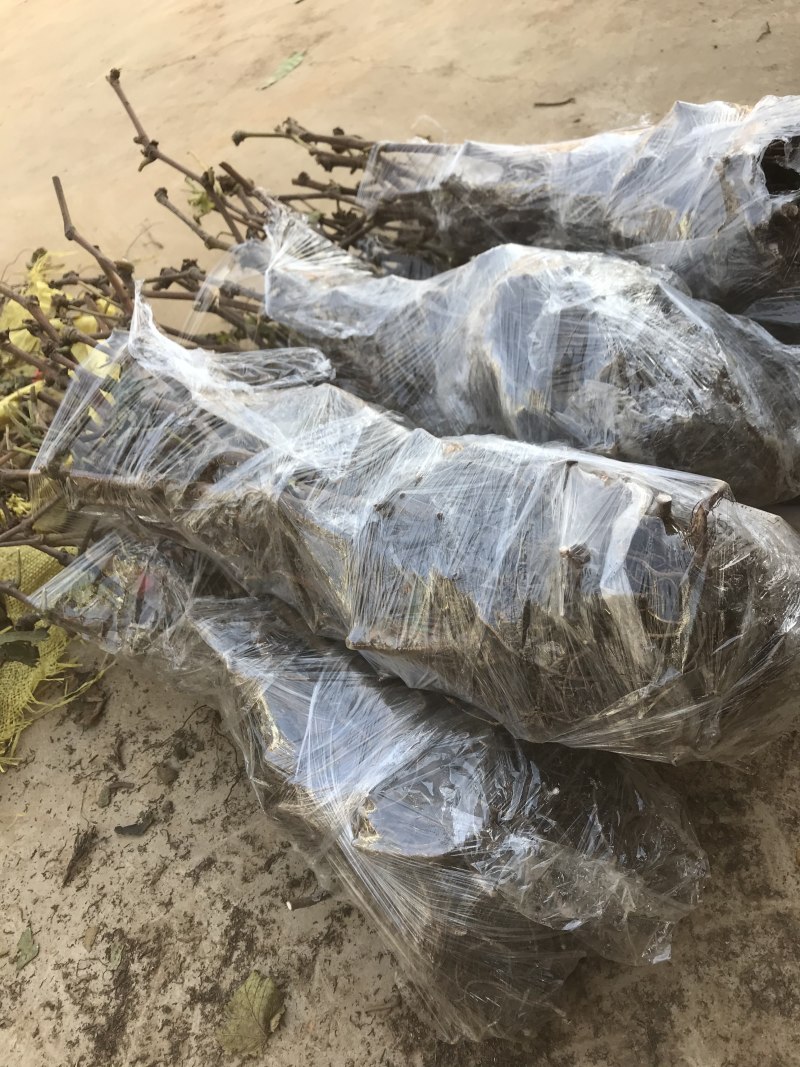 葡萄苗基地直销提供发票