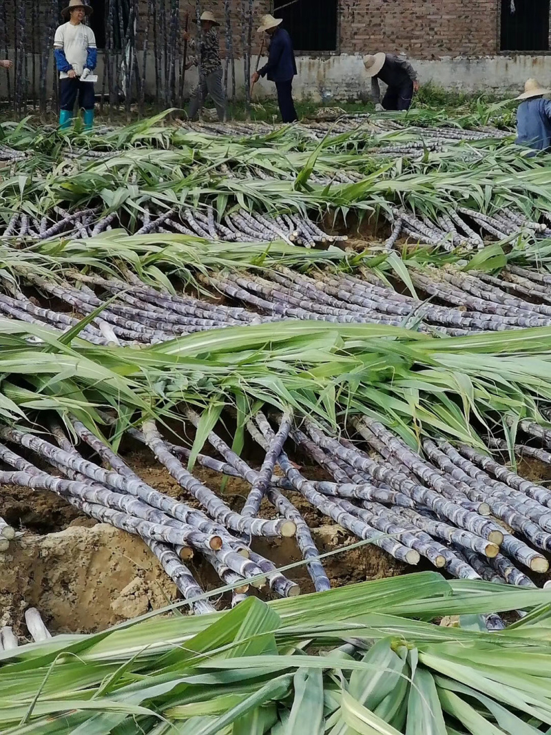 万亩种植果园【黄皮甘蔗】现砍现发产地直售汁多甘甜欢迎采购