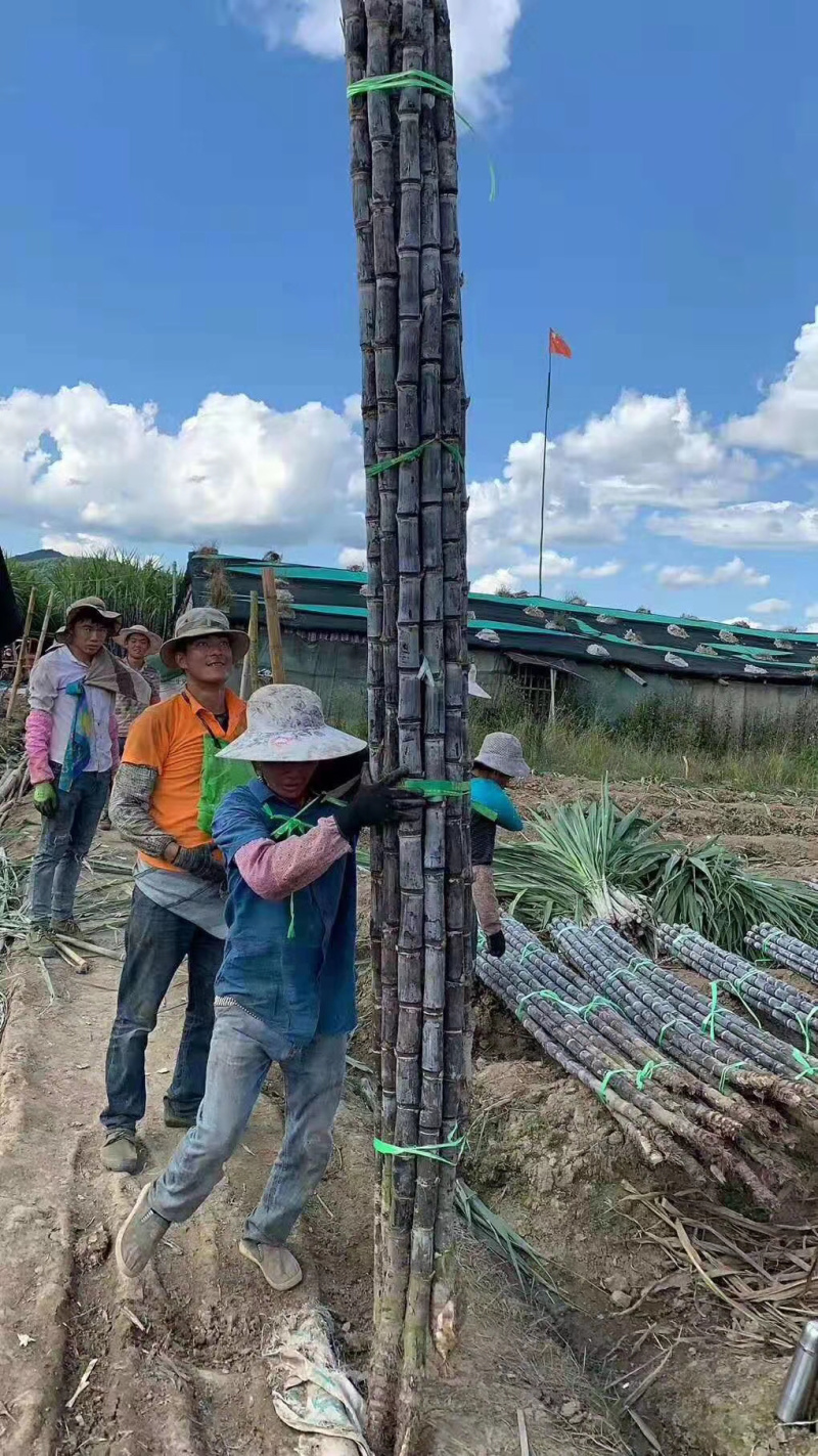 万亩种植果园【黄皮甘蔗】现砍现发产地直售汁多甘甜欢迎采购