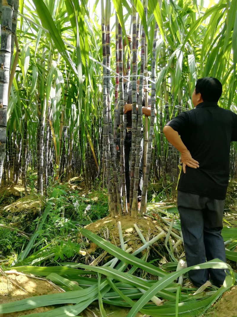 万亩种植果园【黄皮甘蔗】现砍现发产地直售汁多甘甜欢迎采购