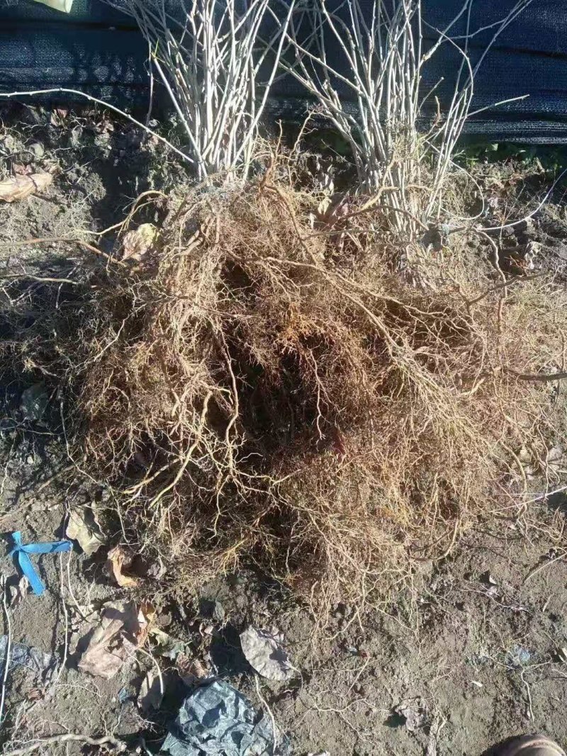 软枣猕猴桃销售树苗品种纯正技术支持签订合同