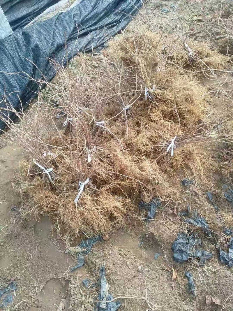 软枣猕猴桃销售树苗品种纯正技术支持签订合同