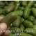 软枣猕猴桃销售树苗品种纯正技术支持签订合同