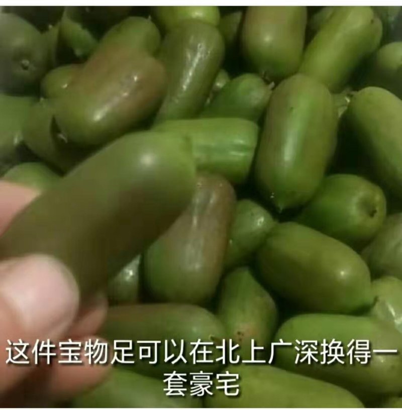 软枣猕猴桃销售树苗品种纯正技术支持签订合同