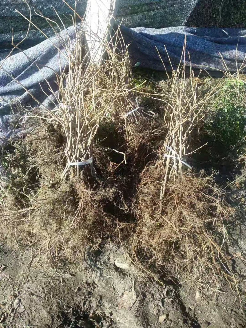 软枣猕猴桃销售树苗品种纯正技术支持签订合同