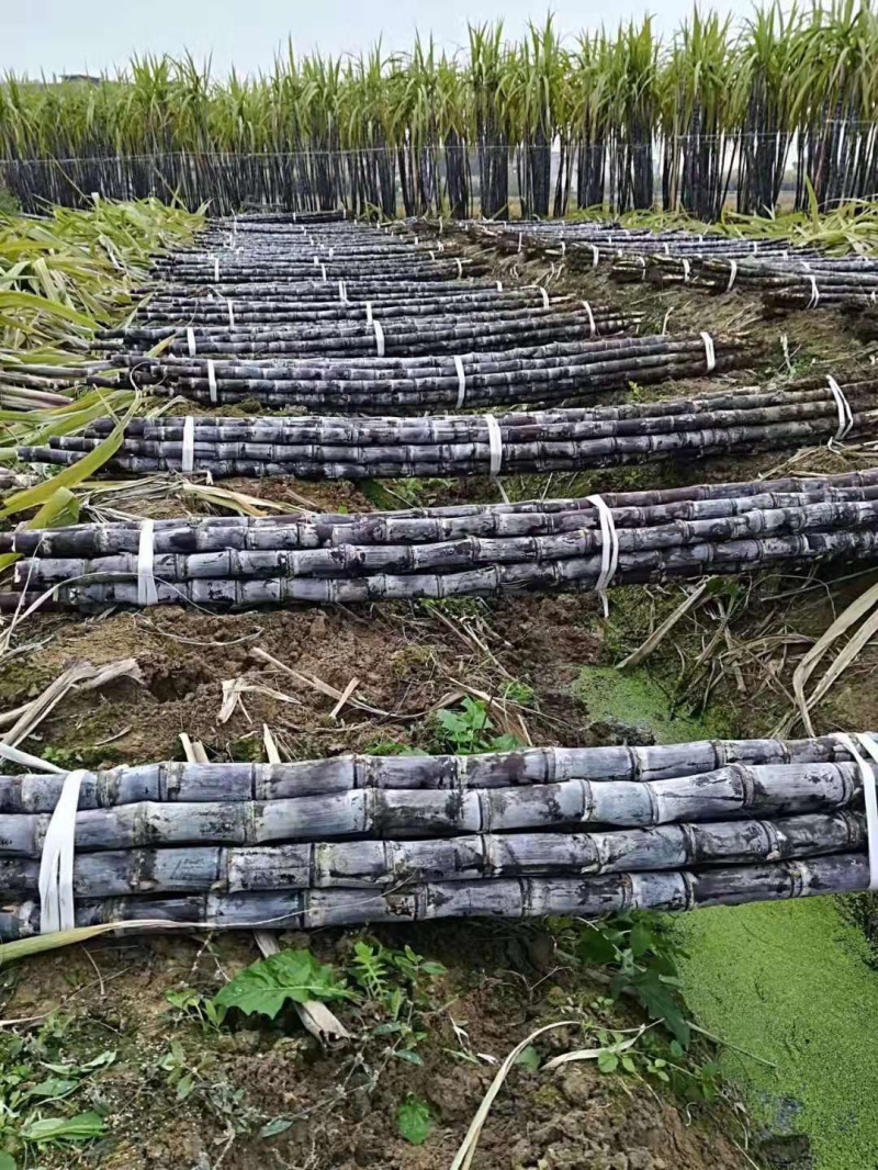 【脆甜黑皮甘蔗】广西黑皮甘蔗产地直供脆甜多汁诚信经营