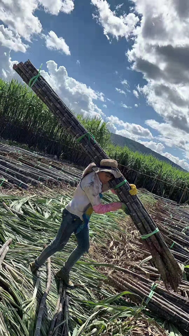 【脆甜黑皮甘蔗】广西黑皮甘蔗产地直供脆甜多汁诚信经营
