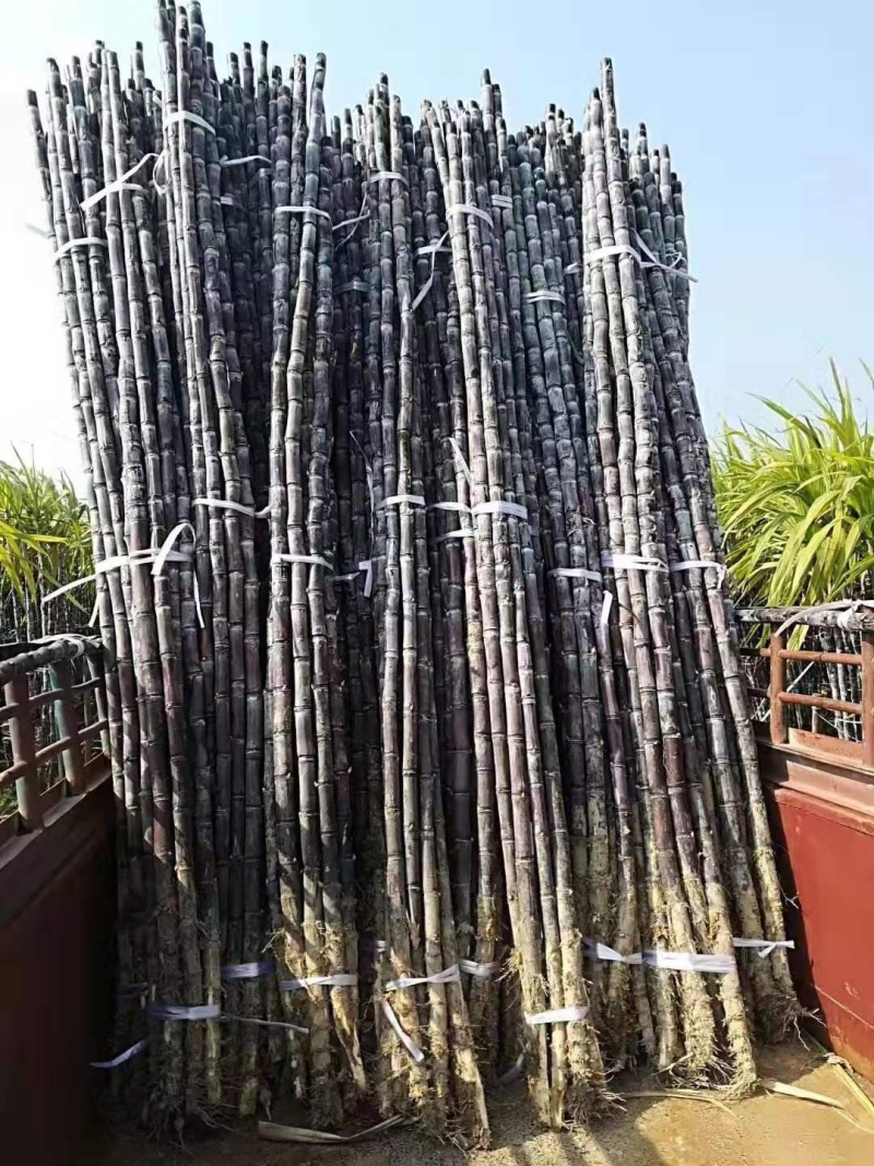 【脆甜黑皮甘蔗】广西黑皮甘蔗产地直供脆甜多汁诚信经营