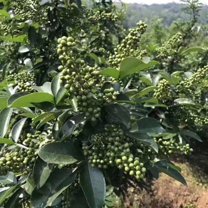 花椒苗