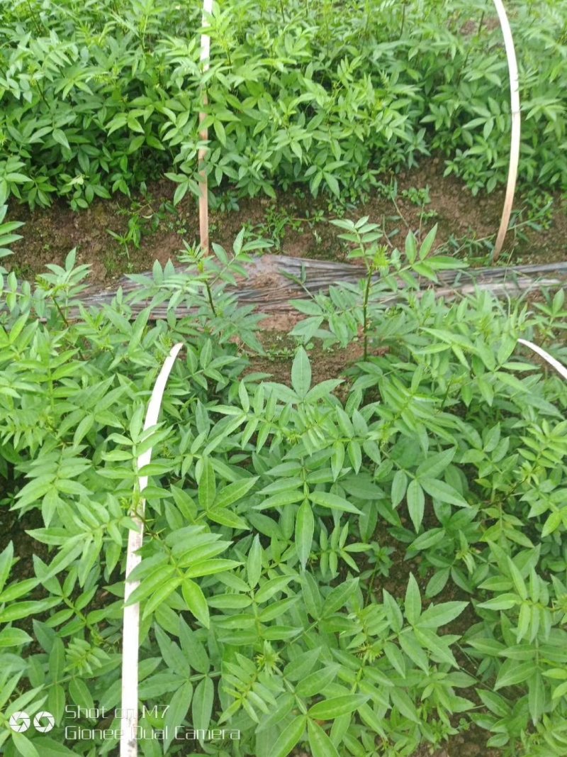花椒苗