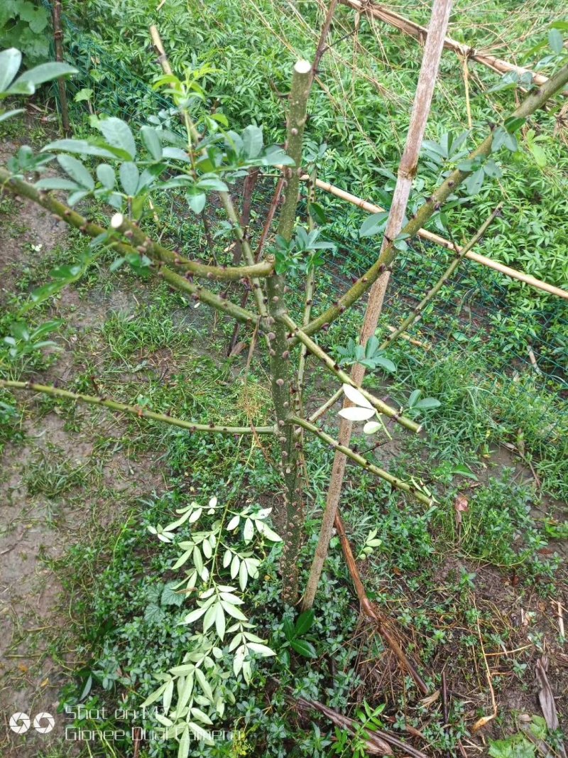 花椒苗