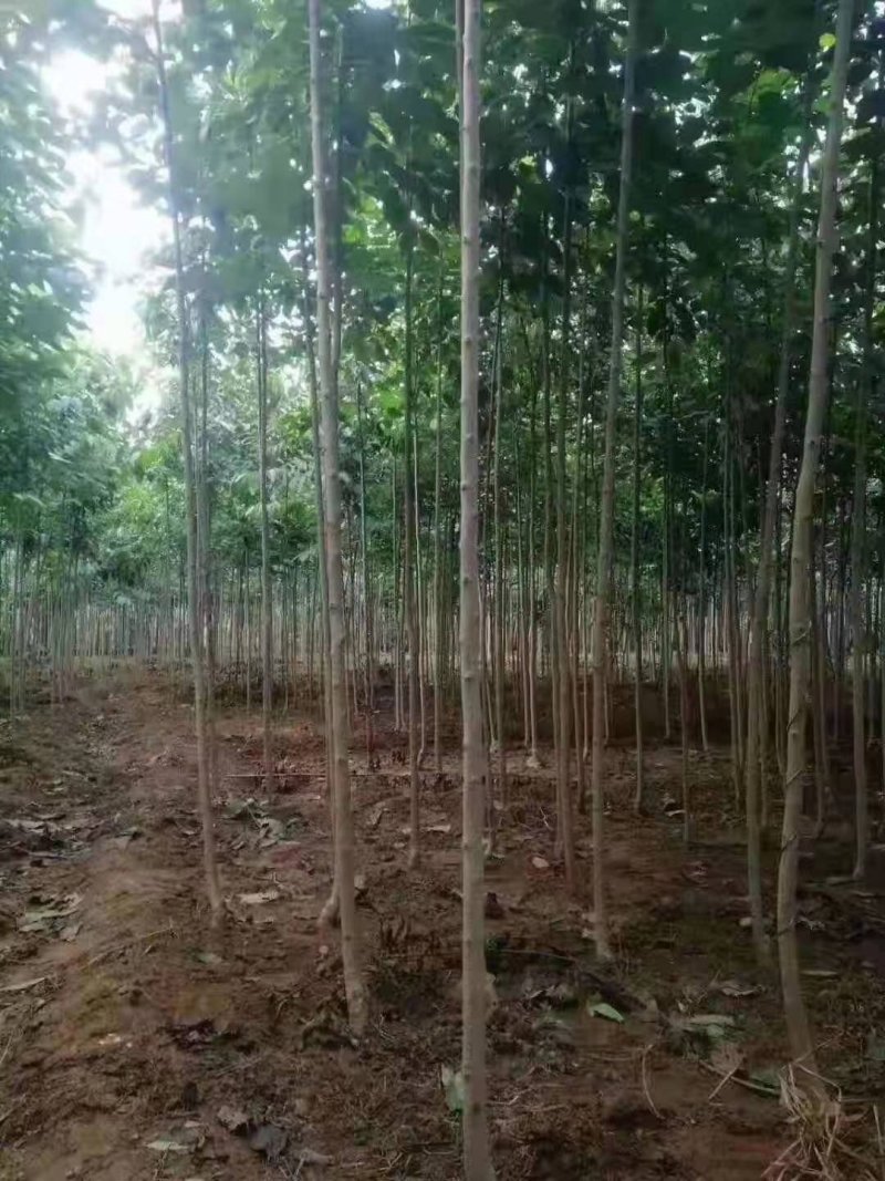 杜仲，品质保证，量大，诚信第一