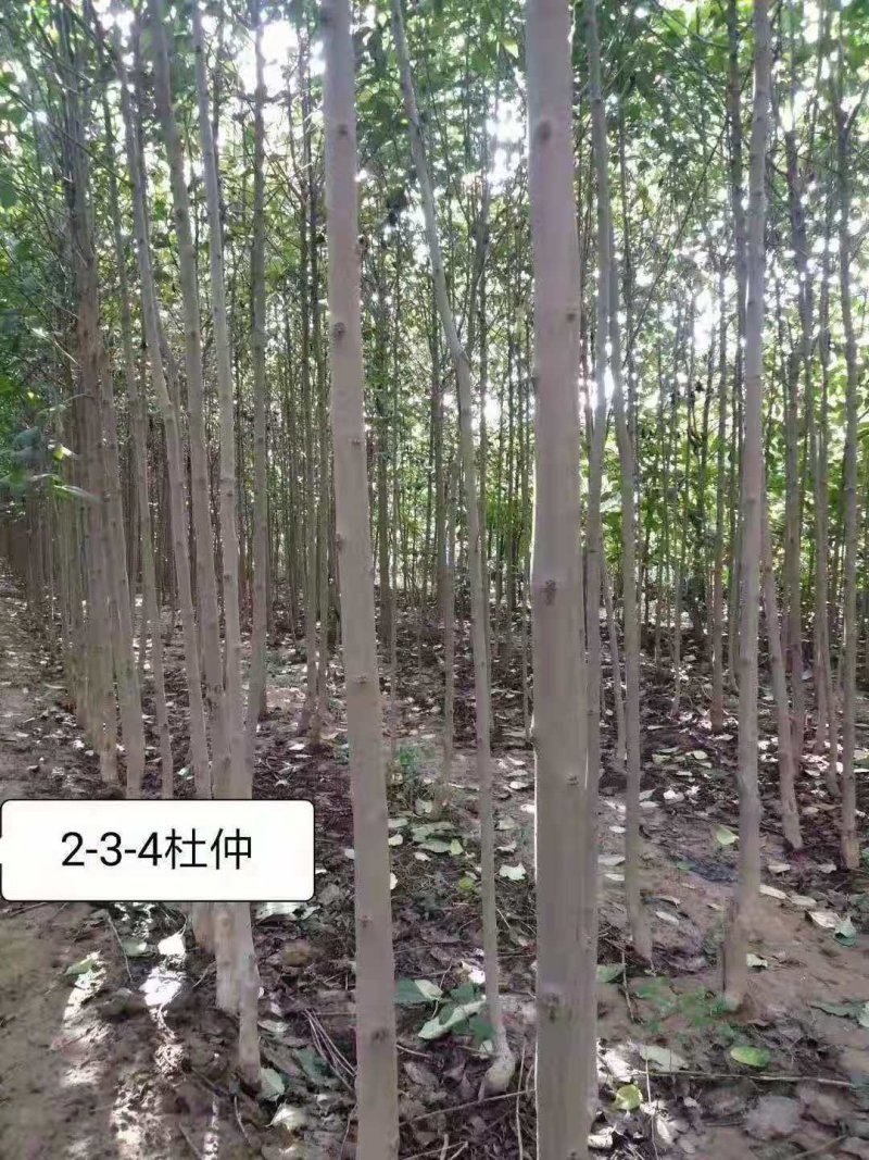 杜仲，品质保证，量大，诚信第一
