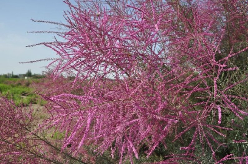 红杆麻球红瑞木苗红柳绿化苗木庭院植物彩色苗木树苗