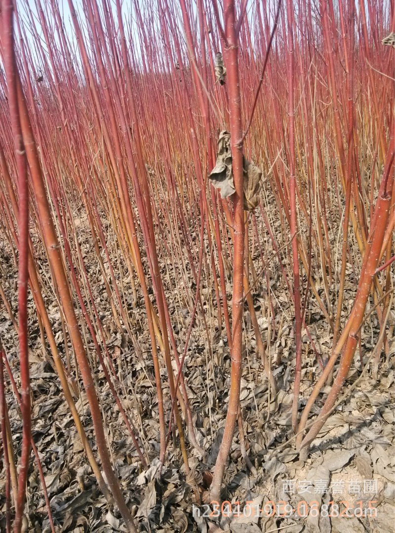 红杆麻球红瑞木苗红柳绿化苗木庭院植物彩色苗木树苗