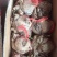 漳州水仙花种球水养植物冬季水培新手福利带叶发货