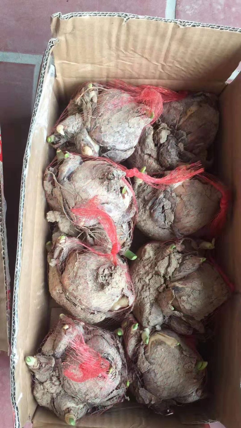 漳州水仙花种球水养植物冬季水培新手福利带叶发货