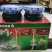 漳州水仙花种球水养植物冬季水培新手福利带叶发货