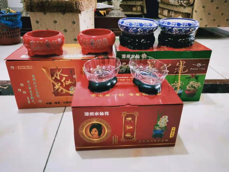漳州水仙花种球水养植物冬季水培新手福利带叶发货
