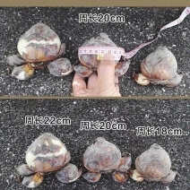 漳州水仙花种球水养植物冬季水培新手福利带叶发货