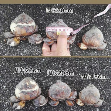 漳州水仙花种球水养植物冬季水培新手福利带叶发货