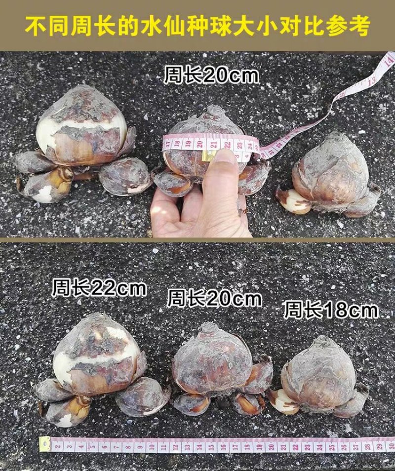 漳州水仙花种球水养植物冬季水培新手福利带叶发货