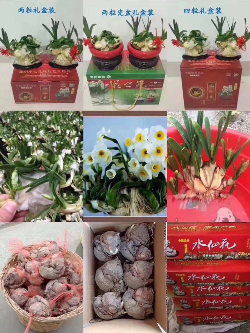 漳州水仙花种球水养植物冬季水培新手福利带叶发货