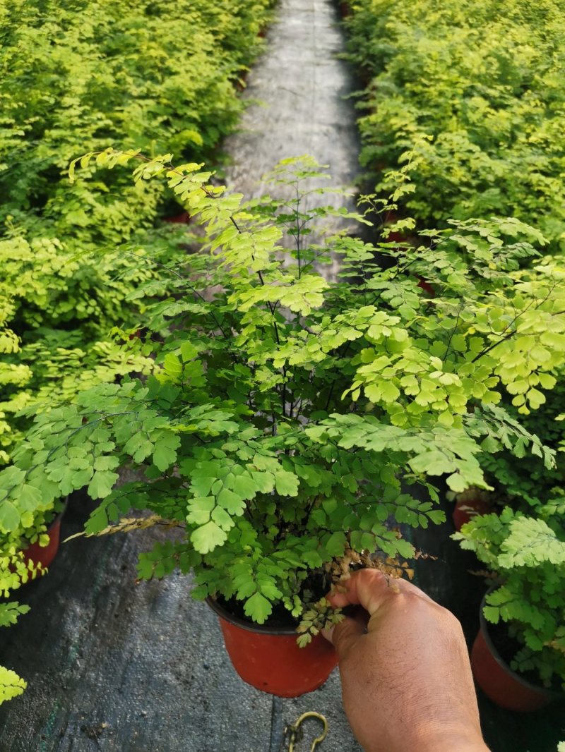 铁线蕨优质富贵蕨产地直发欢迎实地看货
