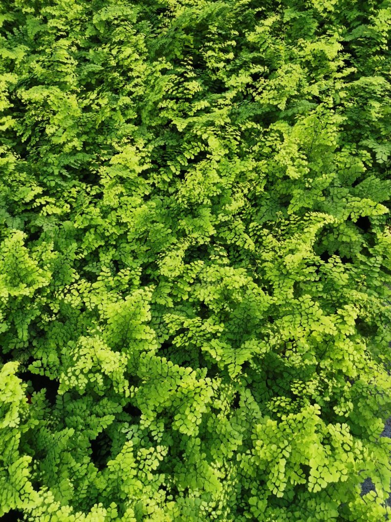 铁线蕨优质富贵蕨产地直发欢迎实地看货