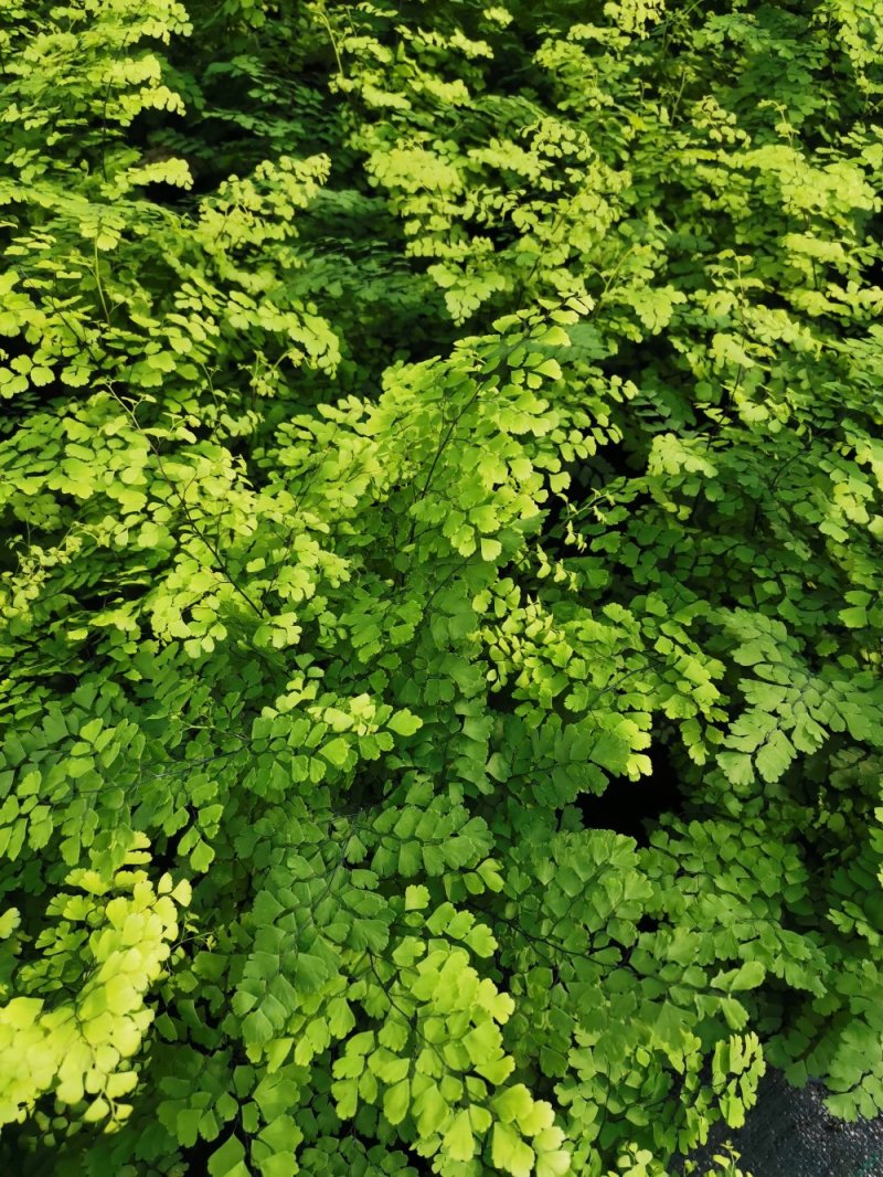 铁线蕨优质富贵蕨产地直发欢迎实地看货