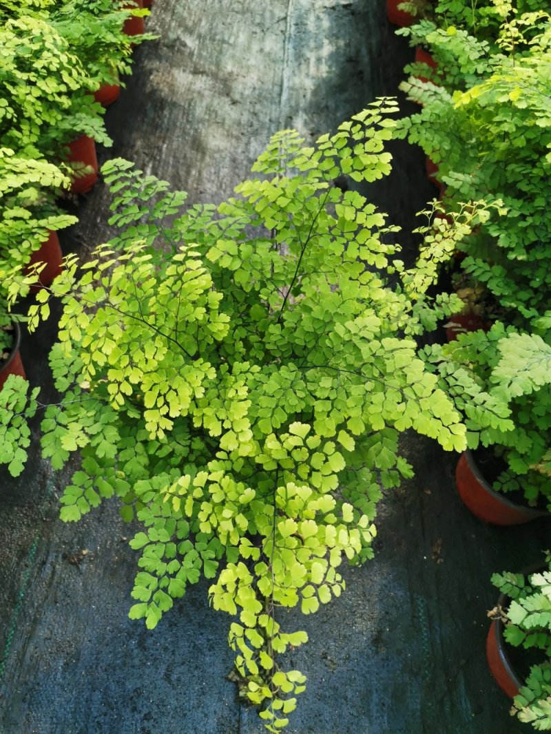 铁线蕨优质富贵蕨产地直发欢迎实地看货