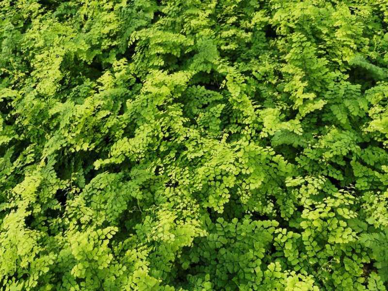 铁线蕨优质富贵蕨产地直发欢迎实地看货