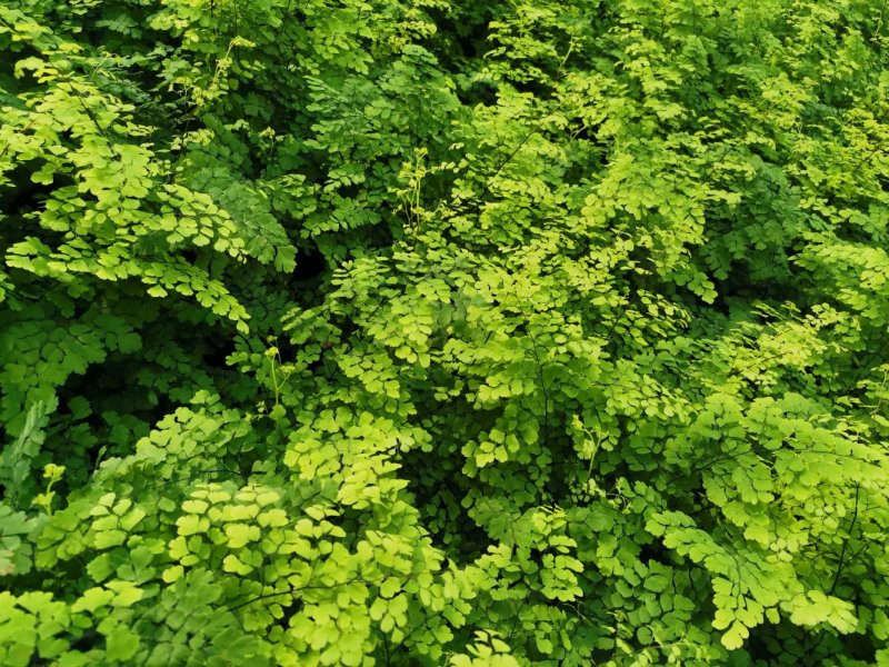 铁线蕨优质富贵蕨产地直发欢迎实地看货