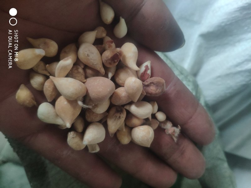 毛慈菇冰球子货好量大不满意保退换数量有限