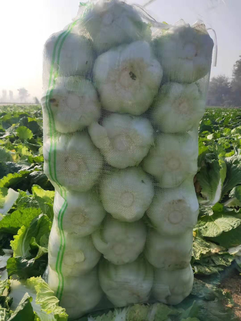 玲珑黄矮颗全黄心大白菜，质量好，诚信合作