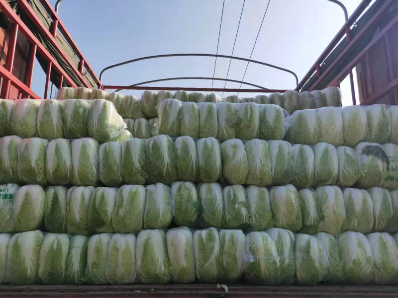 玲珑黄矮颗全黄心大白菜，质量好，诚信合作