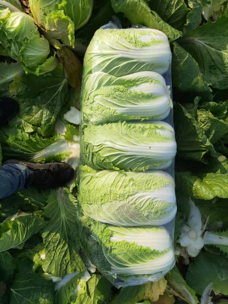 玲珑黄矮颗全黄心大白菜，质量好，诚信合作