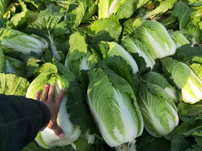 玲珑黄矮颗全黄心大白菜，质量好，诚信合作