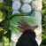 玲珑黄矮颗全黄心大白菜，质量好，诚信合作