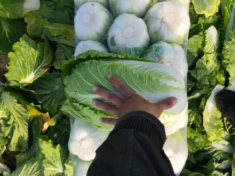 玲珑黄矮颗全黄心大白菜，质量好，诚信合作