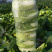 玲珑黄矮颗全黄心大白菜，质量好，诚信合作