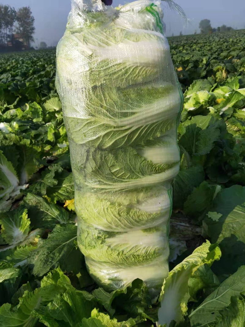 玲珑黄矮颗全黄心大白菜，质量好，诚信合作