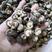干香菇，珍珠菇。河南春栽成品珍珠菇，质量保证，全国包邮。