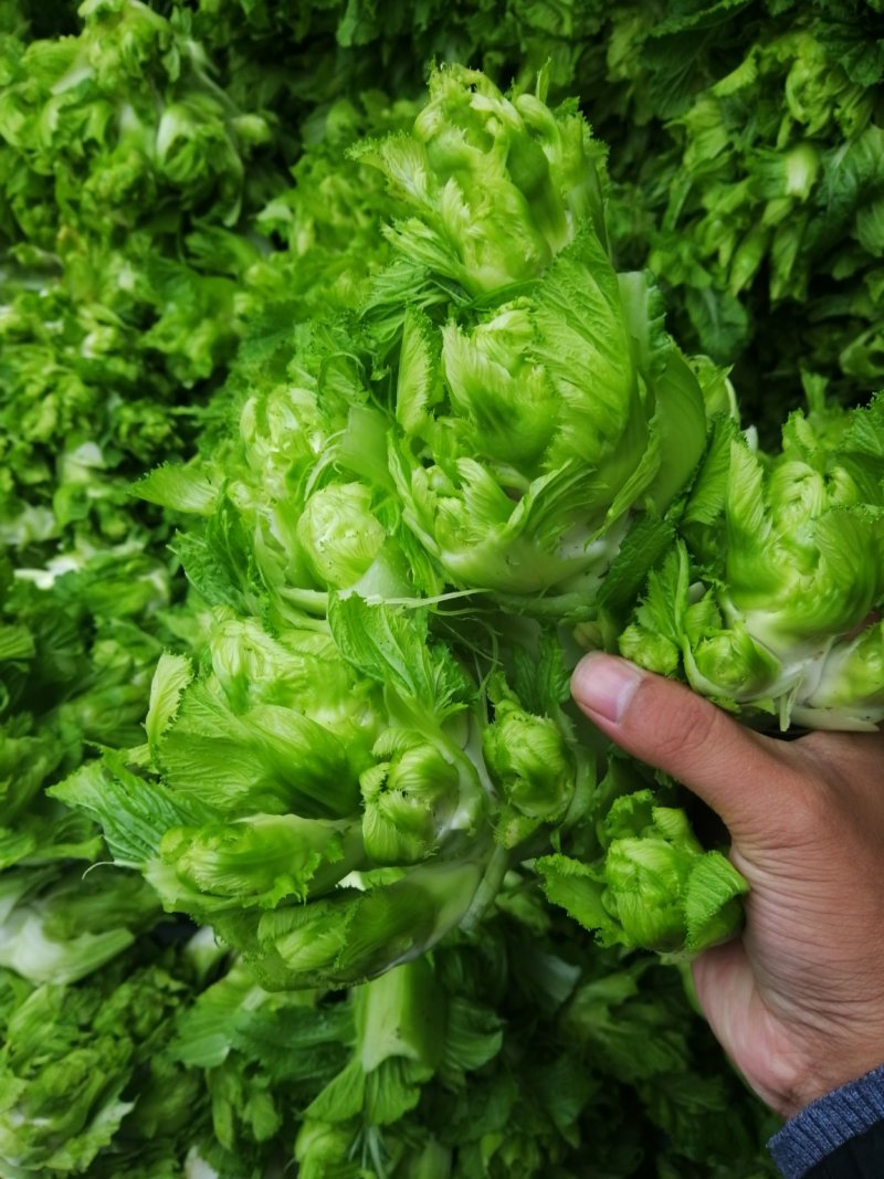 儿菜四川儿菜基地直供量大从优大小心都有