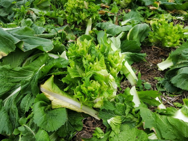 儿菜四川儿菜基地直供量大从优大小心都有