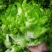 儿菜四川儿菜基地直供量大从优大小心都有